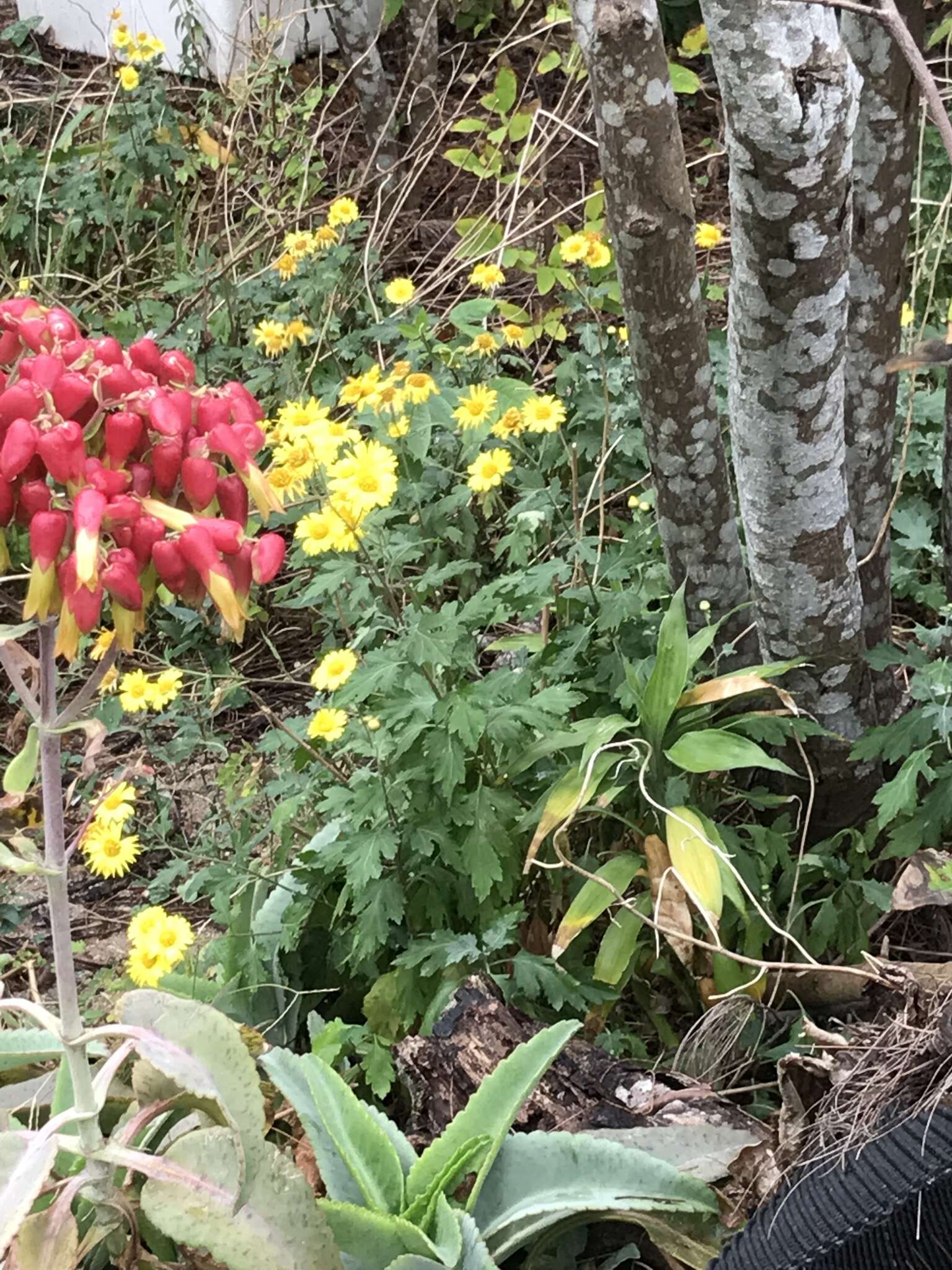 Chrysanthemum indicum L. resmi