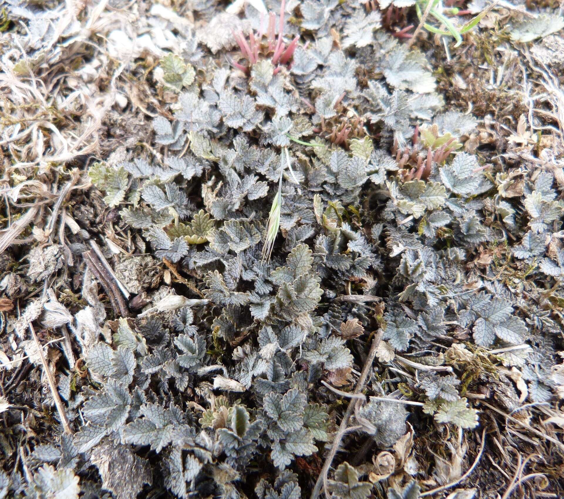 Image of Acaena buchananii Hook. fil.