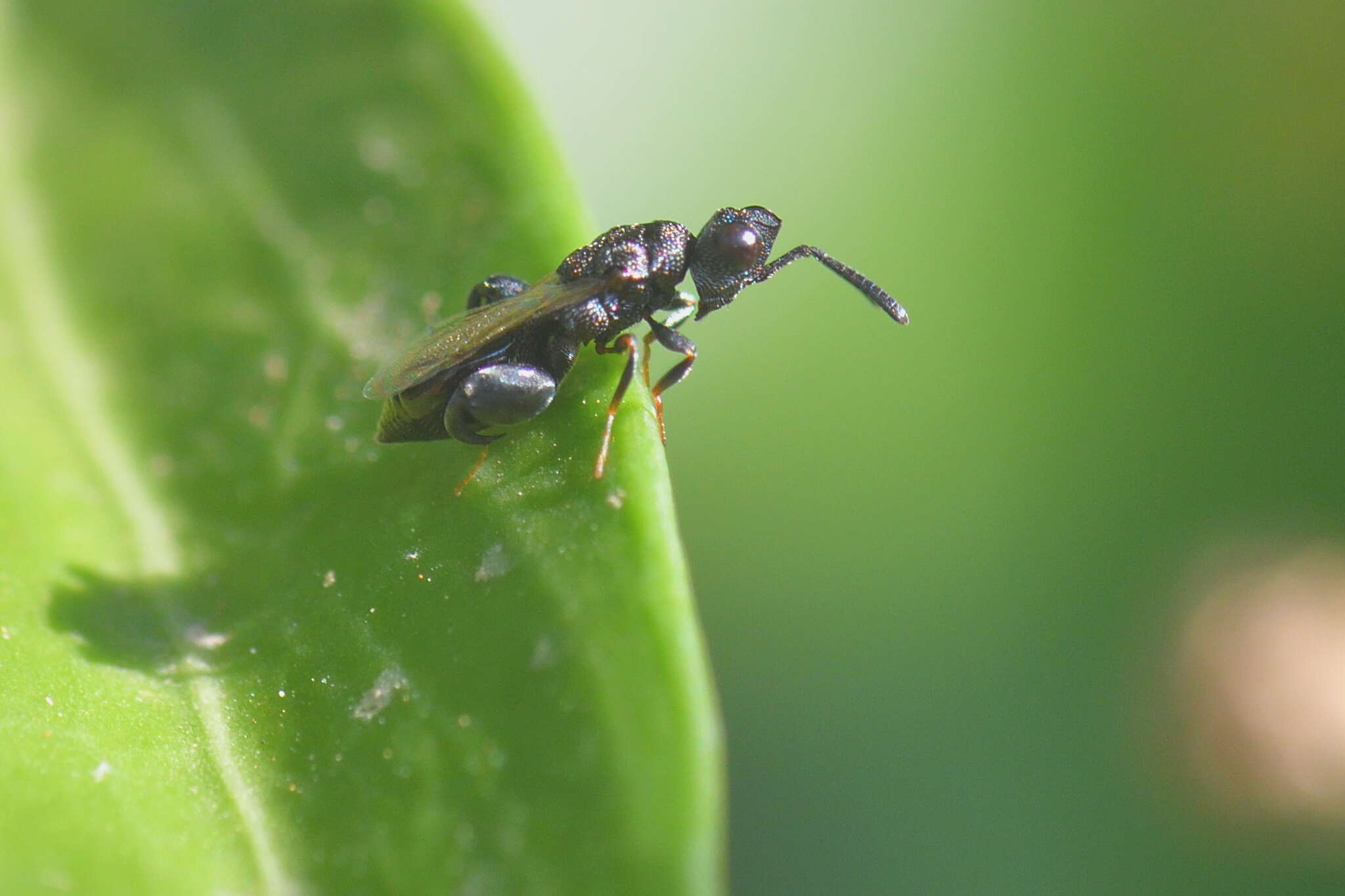 Image of Dirhinus hesperidum (Rossi 1790)