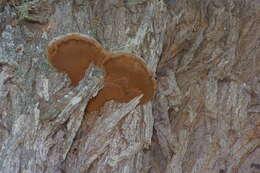 Image of Phellinus badius (Cooke) G. Cunn. 1965