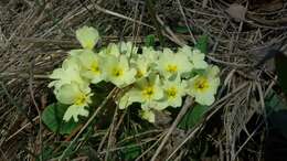 Image of Primrose