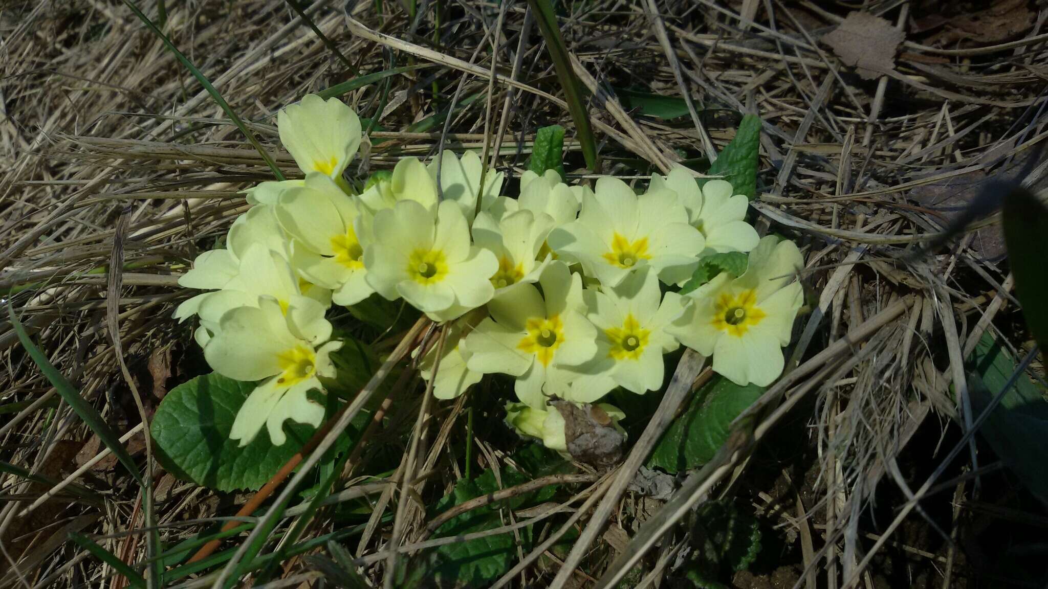 Image of Primrose