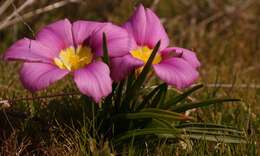 Image of Moraea variabilis (G. J. Lewis) Goldblatt