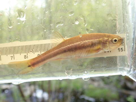 Image of Finescale dace