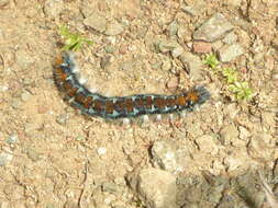 Plancia ëd Malacosoma constricta Edwards 1874