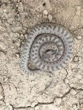 Image of Desert Night Snake