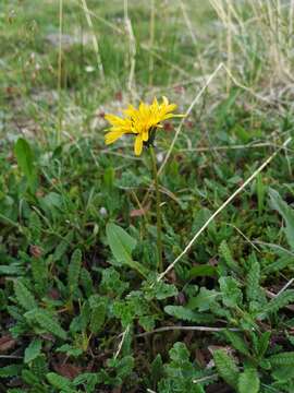 Image of Taraxacum glabrum DC.