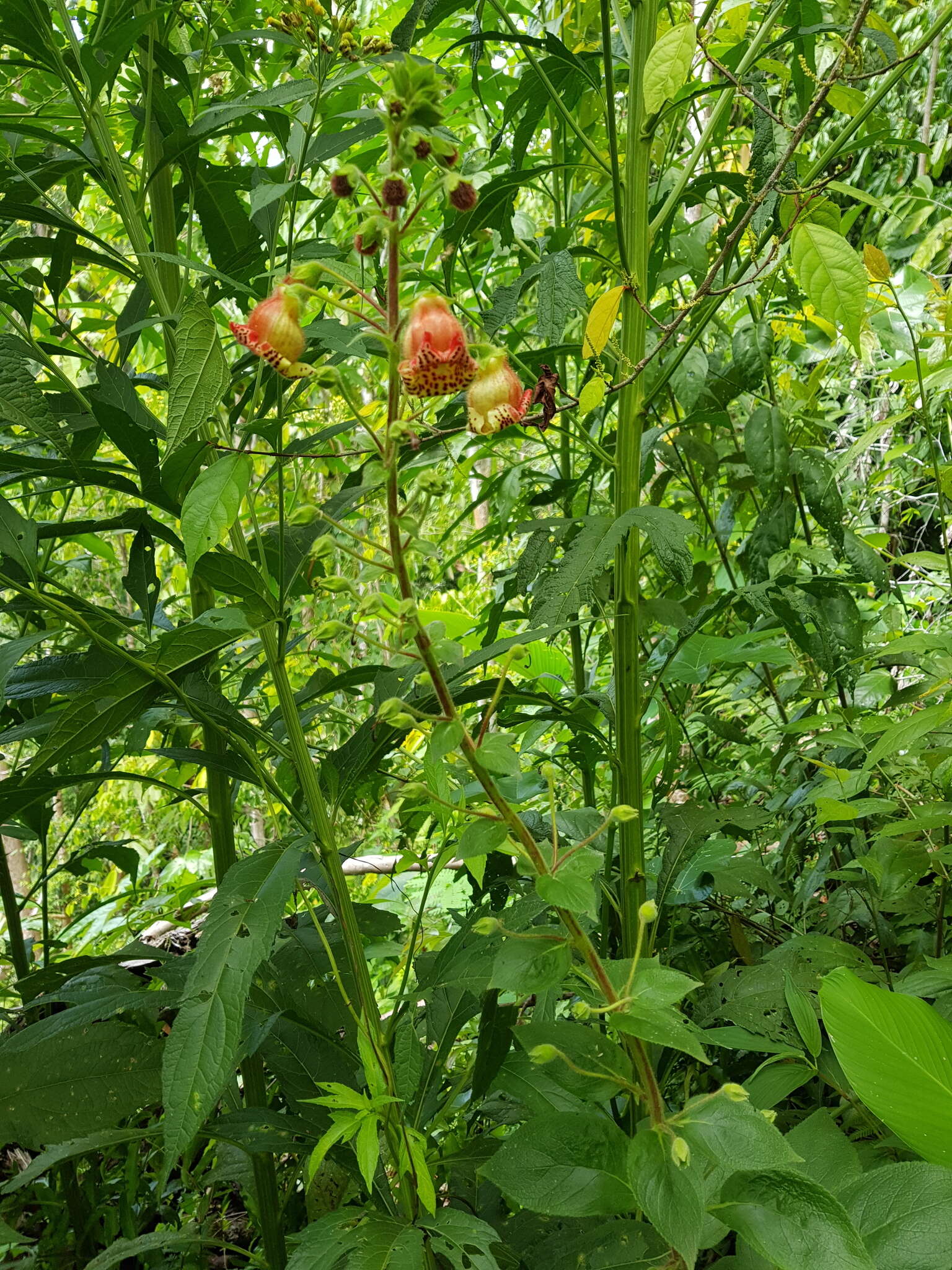 Sivun Kohleria allenii Standl. & L. O. Williams kuva