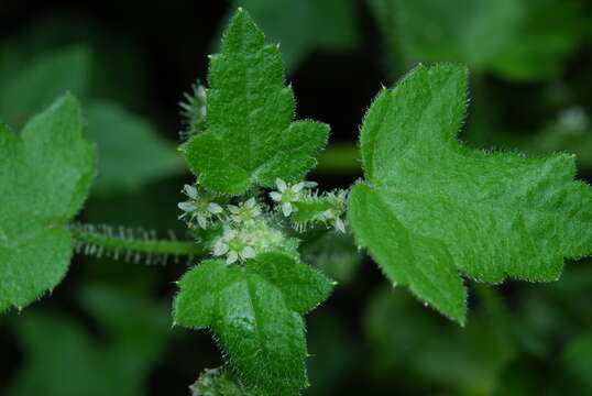 Image of Drusa glandulosa (Poir.) H. Wolff ex Engl.