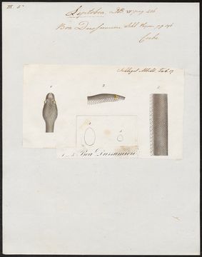 Image of <i>Casarea dussumieri</i>