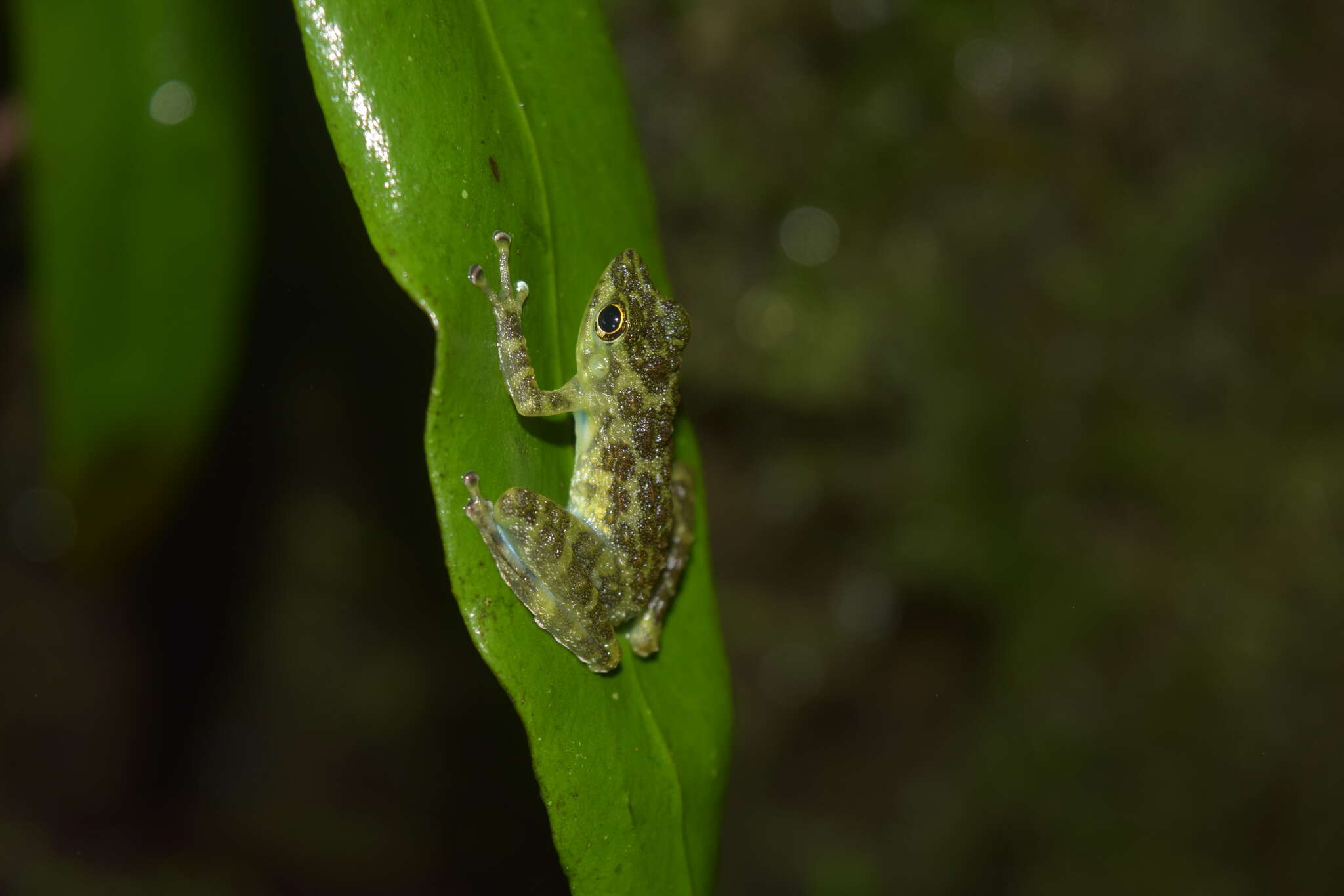 Image of Staurois guttatus (Günther 1858)