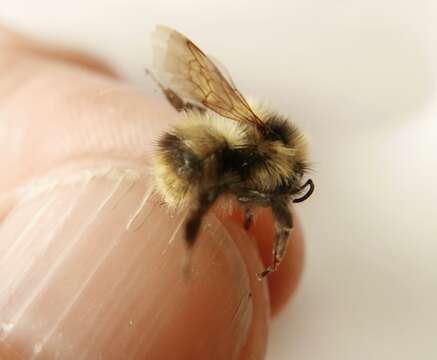 Image of Frigid Bumble Bee