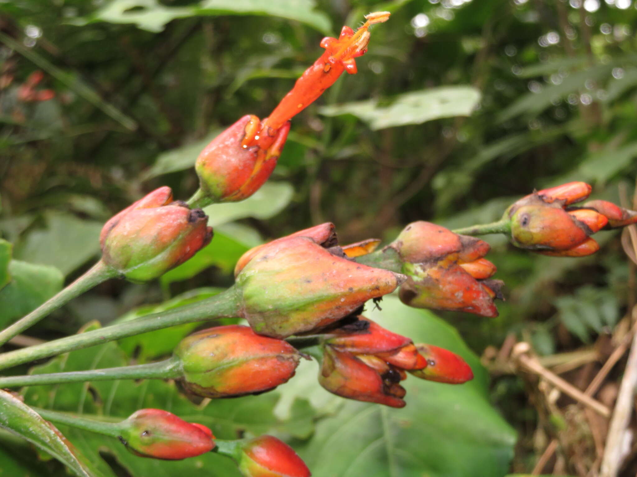 Sanchezia rubriflora Leonard resmi