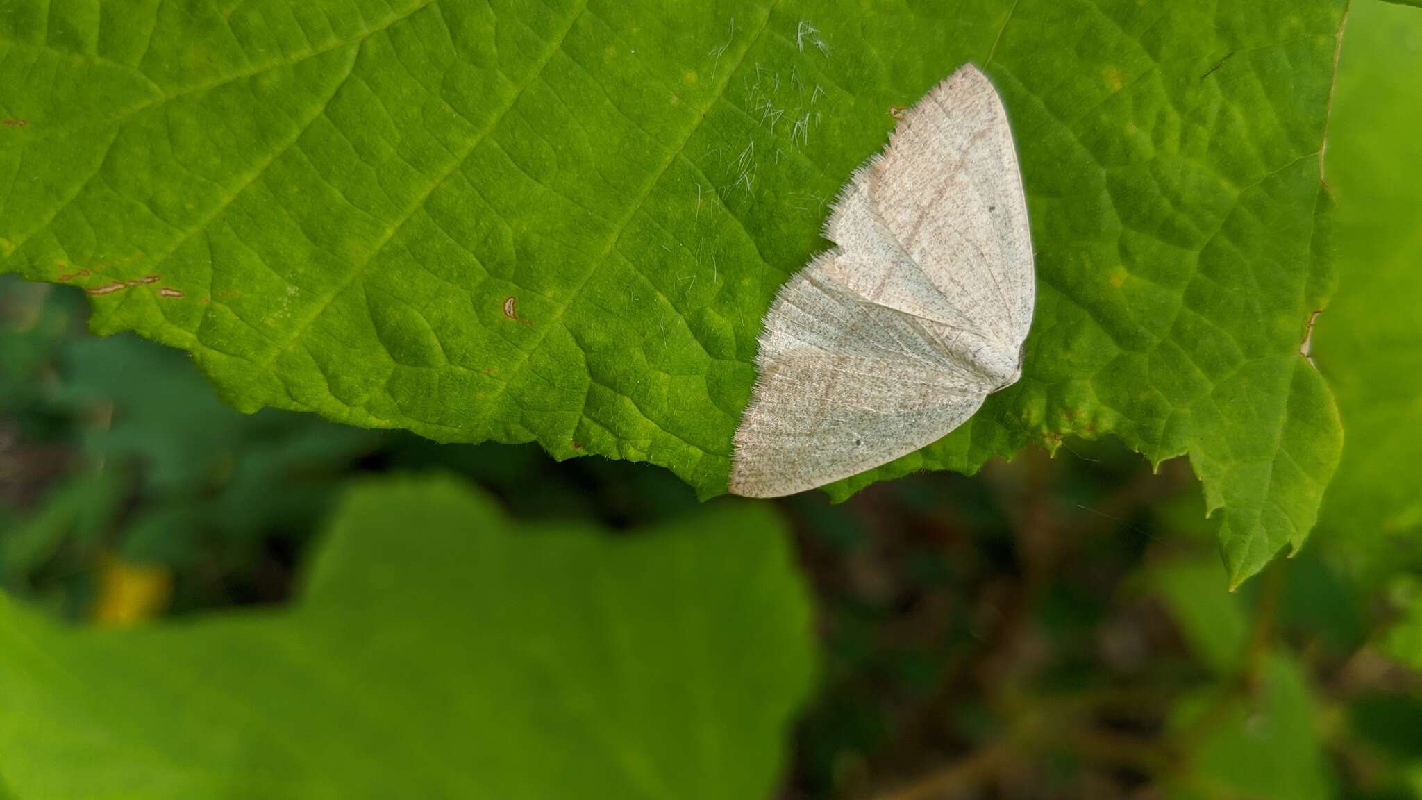 Eudrepanulatrix rectifascia Hulst 1896 resmi