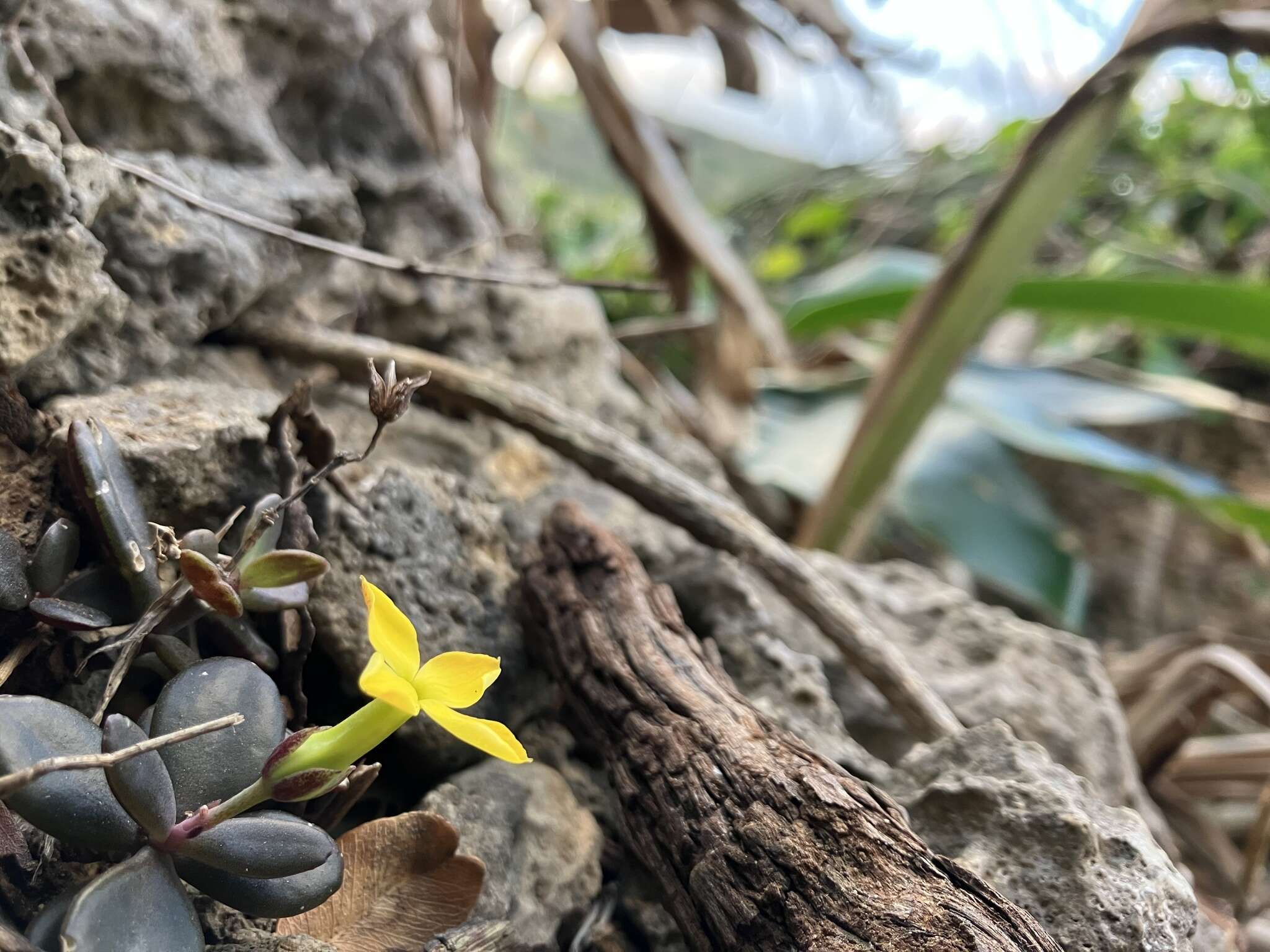 Kalanchoe spathulata var. garambiensis (Kudô) H. Ohba resmi