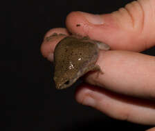 Image of Great Plains Narrowmouth Toad