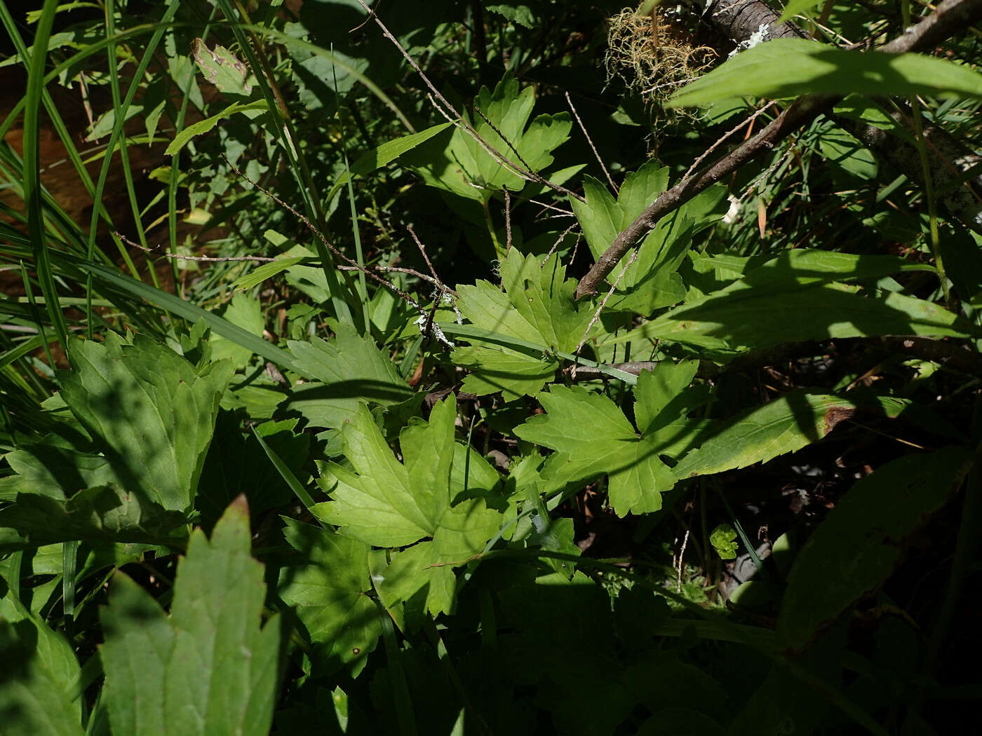 Image of Allegheny brookfoam