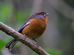 Image of Rusty-browed Warbling Finch