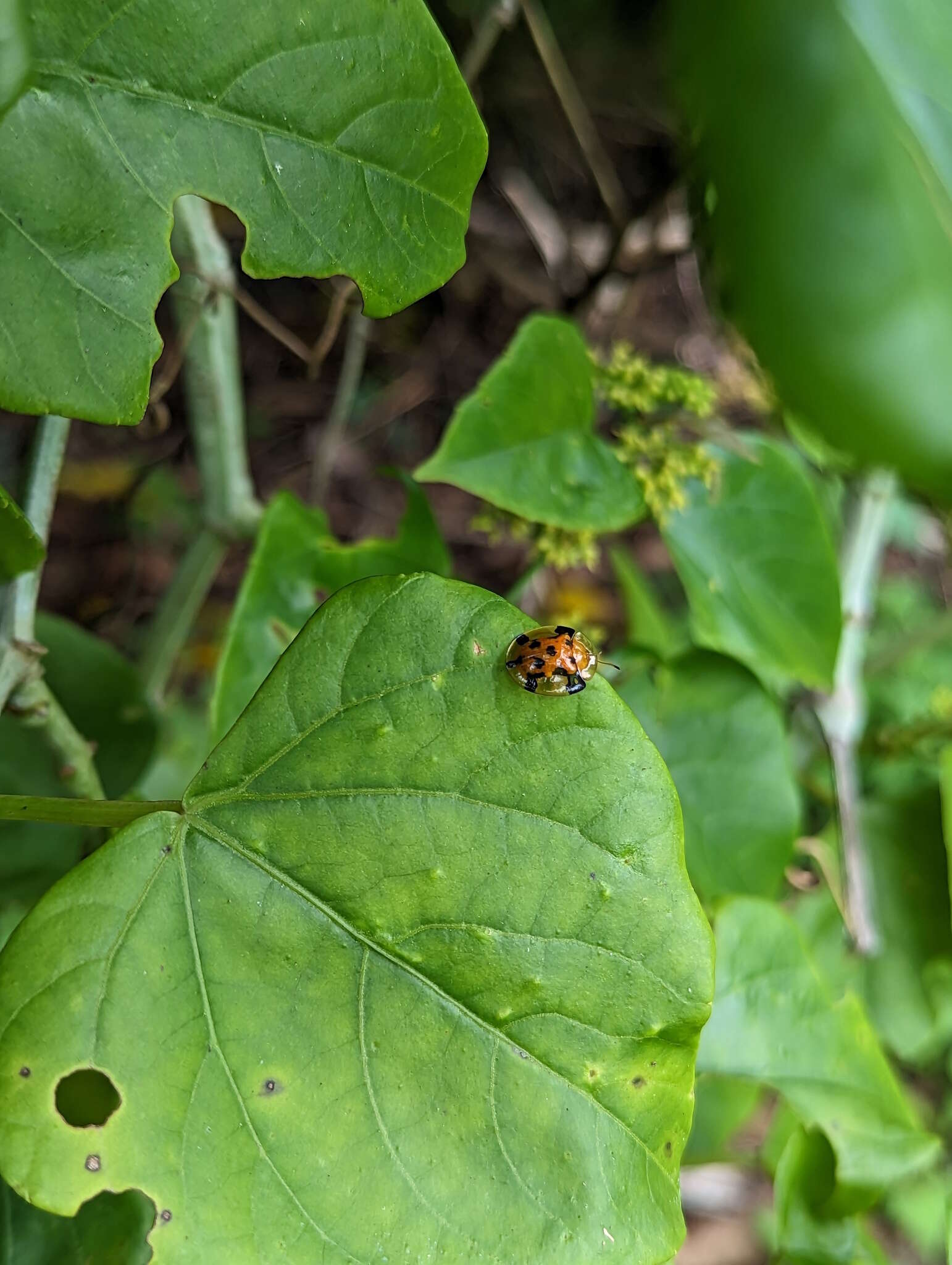 Image of Aspidimorpha (Aspidimorpha) punctum (Fabricius 1801)