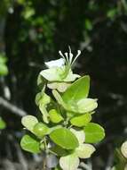 Karomia microphylla (Moldenke) R. Fern.的圖片