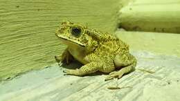 Image of asian black spotted toad