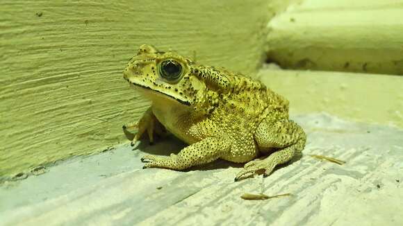 Image of Asian black-spined toad