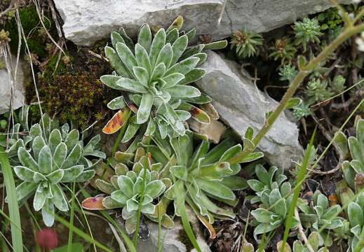 Image of Saxifraga hostii Tausch