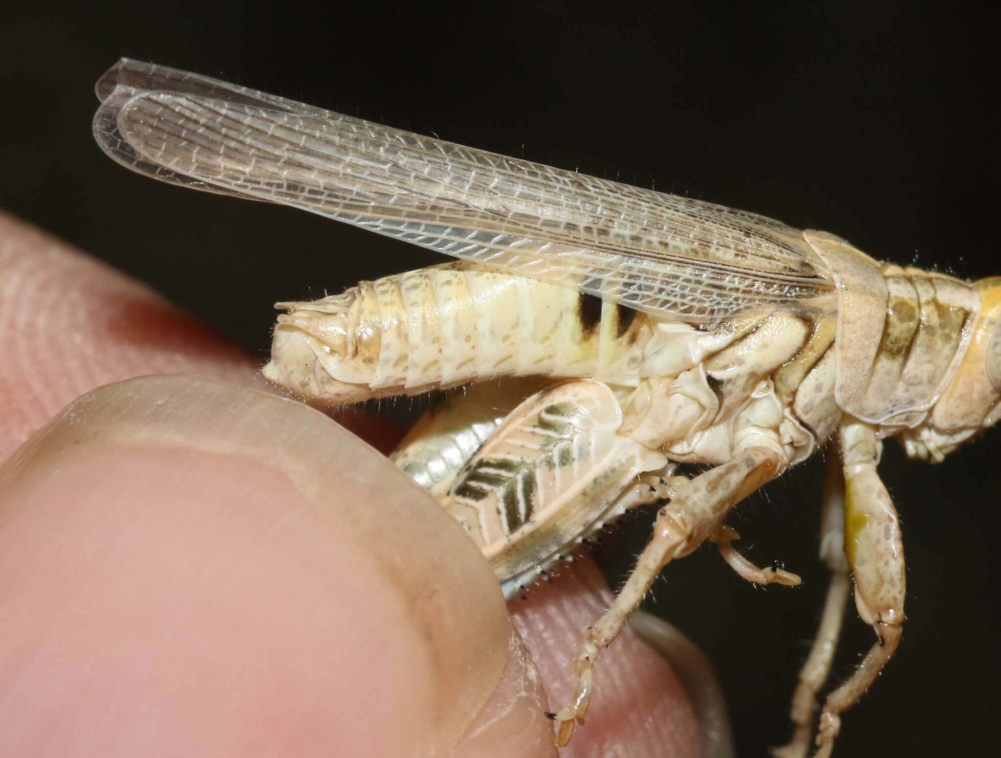 Слика од Aeoloplides tenuipennis (Scudder & S. H. 1897)