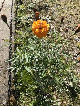 Image of French marigold