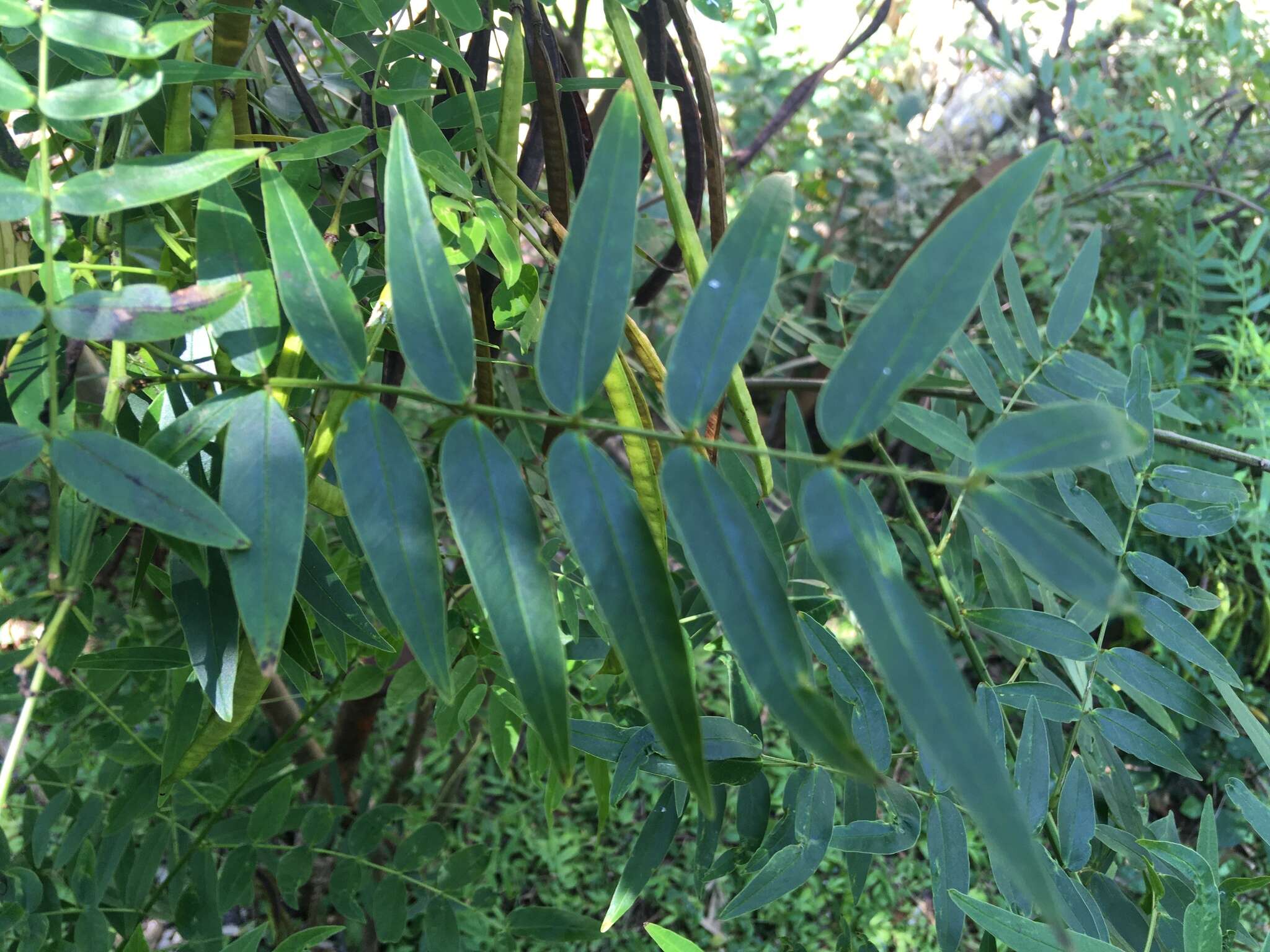 Image of privet senna