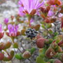 Image of Drosanthemum pulverulentum (Haw.) Schwant.