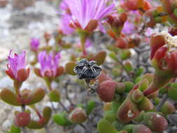 Image of Drosanthemum pulverulentum (Haw.) Schwant.