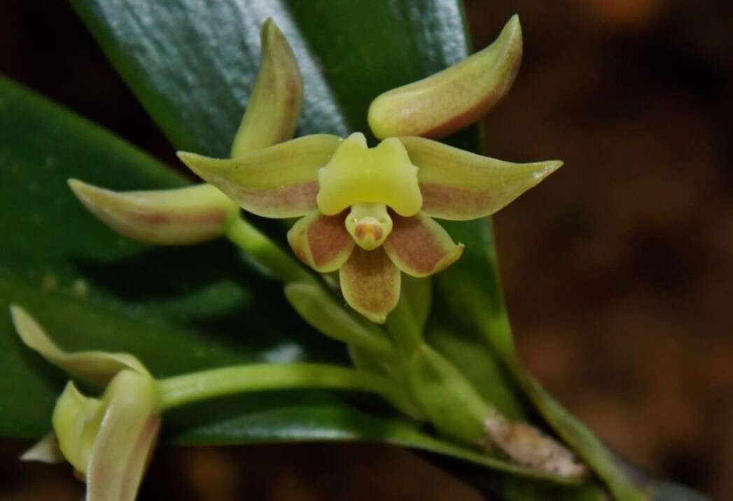 Plancia ëd Scaphyglottis lindeniana (A. Rich. & Galeotti) L. O. Williams