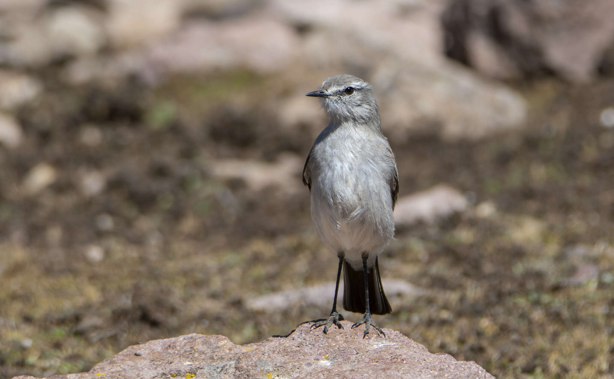 Image of Plain-capped Ground Tyrant