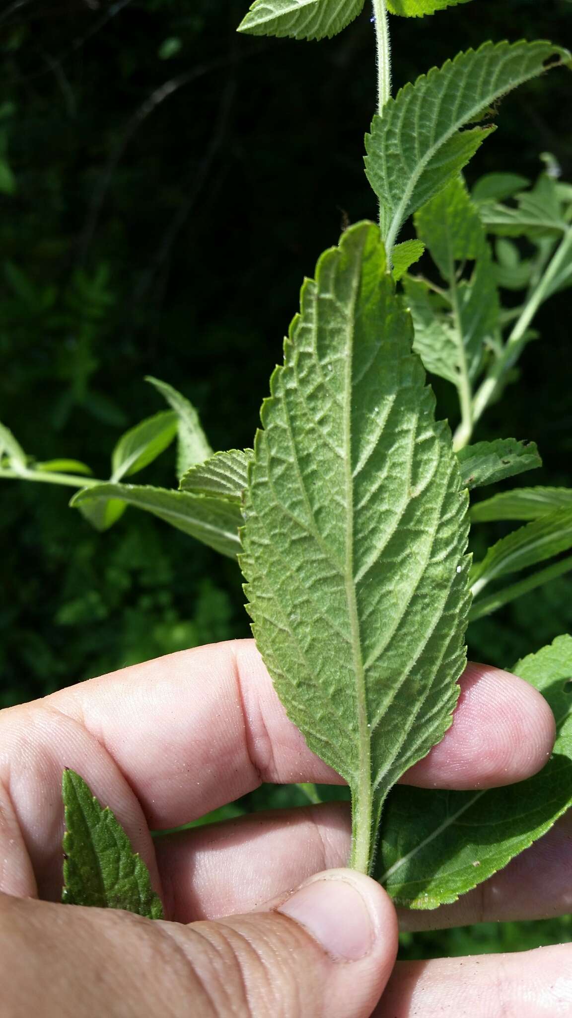 Слика од Verbena scabra Vahl