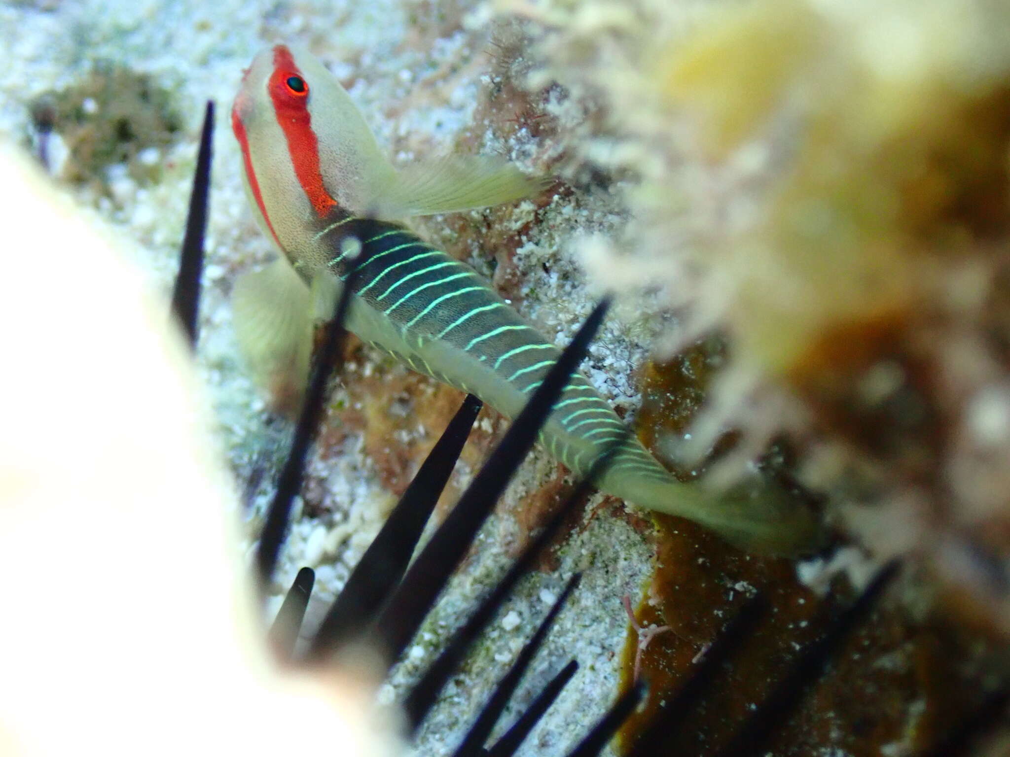 صورة Tigrigobius harveyi Victor 2014