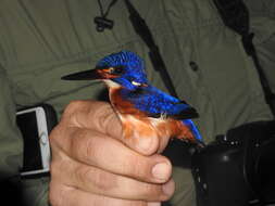 Image of Blue-eared Kingfisher