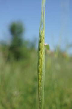 Image of wild einkorn