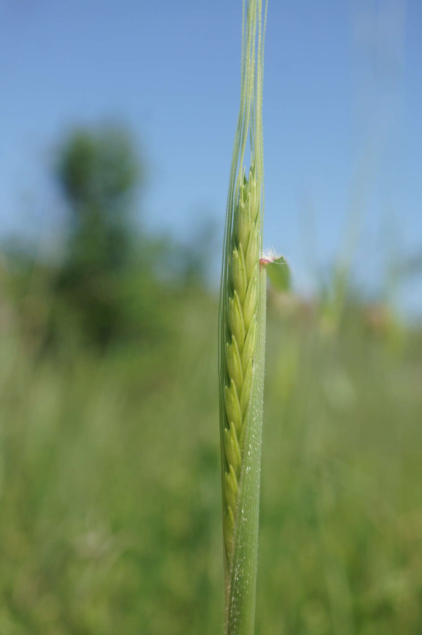 Слика од Triticum monococcum subsp. aegilopoides (Link) Thell.