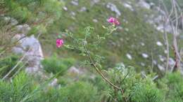 Plancia ëd Hypocalyptus coluteoides (Lam.) R. Dahlgren