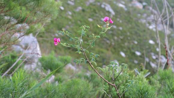 Plancia ëd Hypocalyptus coluteoides (Lam.) R. Dahlgren