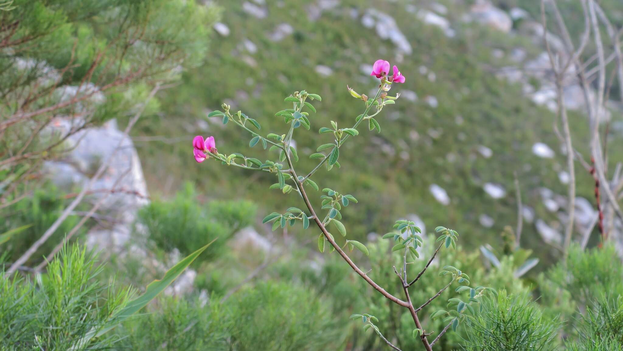 Image of Hypocalyptus coluteoides (Lam.) R. Dahlgren