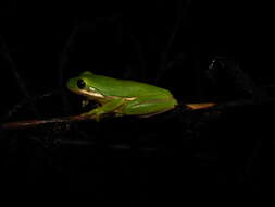 Image of American Green Treefrog