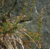 Image of Michaux's wormwood