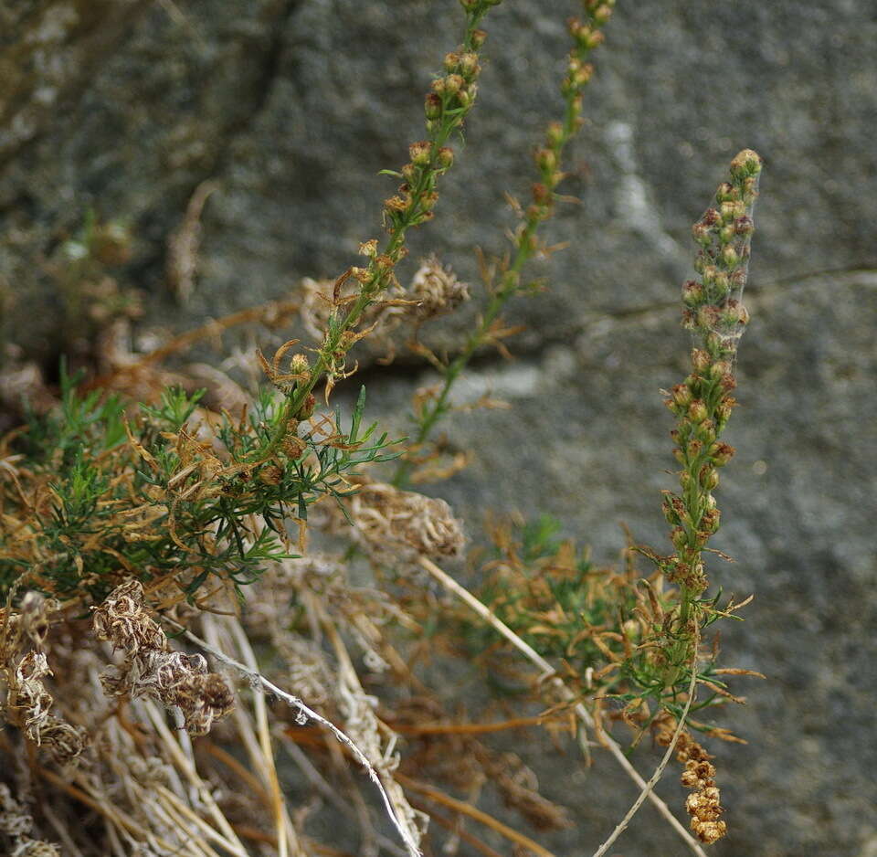 Image of Michaux's wormwood