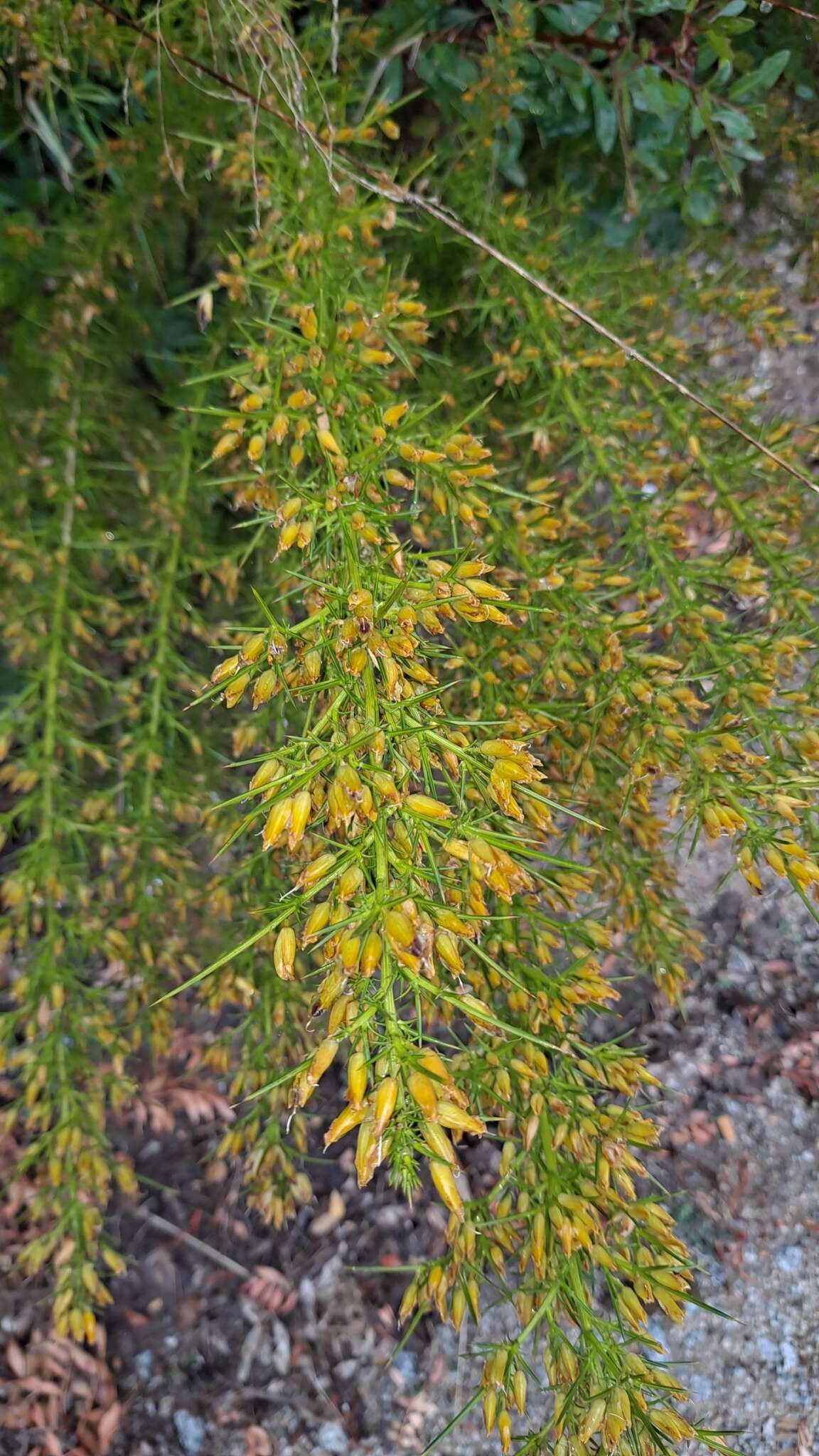 Image of Ulex parviflorus Pourr.