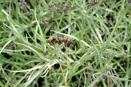 Image of Helichrysum krebsianum Less.