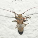 Image of Oncideres pallifasciata Noguera 1993