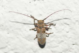 Image of Oncideres pallifasciata Noguera 1993