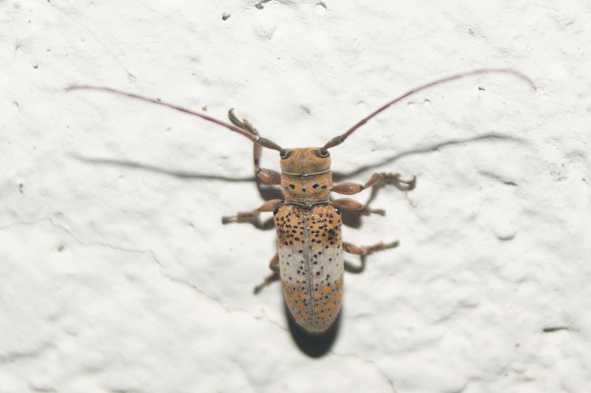 Image of Oncideres pallifasciata Noguera 1993